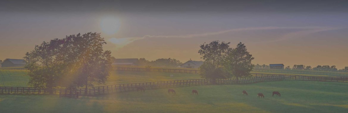 Thoroughbred horses wander on a Kentucky farm.
