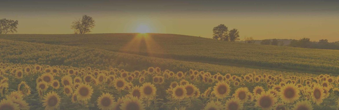 A Kansas sunflower field at sunset.