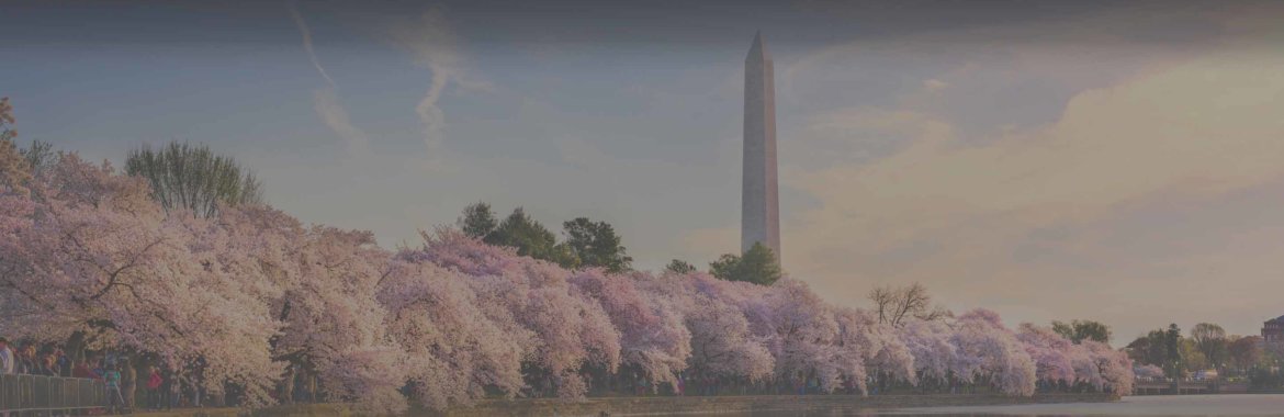 A picture of the Washington monument above blossoming cherry trees in Washington, D.C.