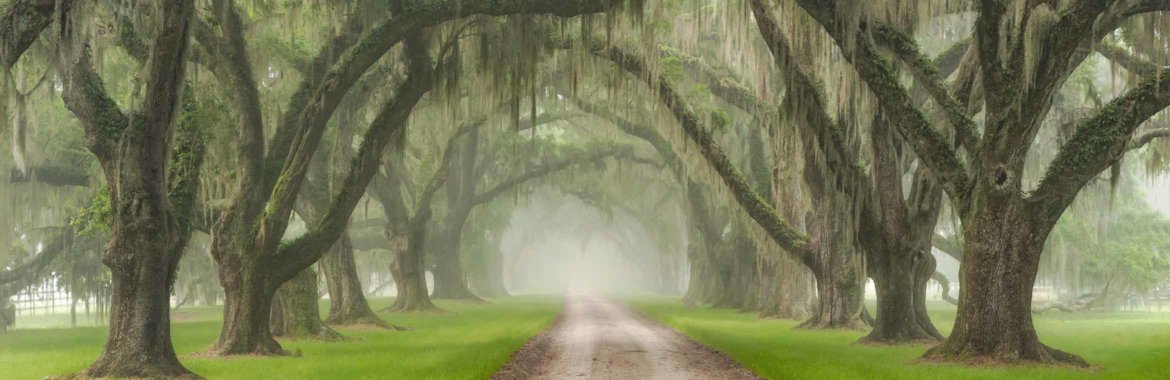 Fog fills a tree-covered country road in South Carolina.